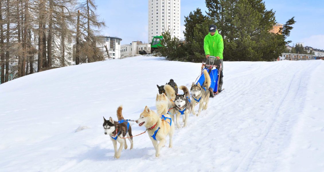 slider_sleddog1-1130x600 slider_sleddog1-1130x600